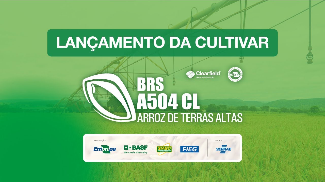 lancamento da brs a504 cl a revolucao tecnologica do arroz de terras altas