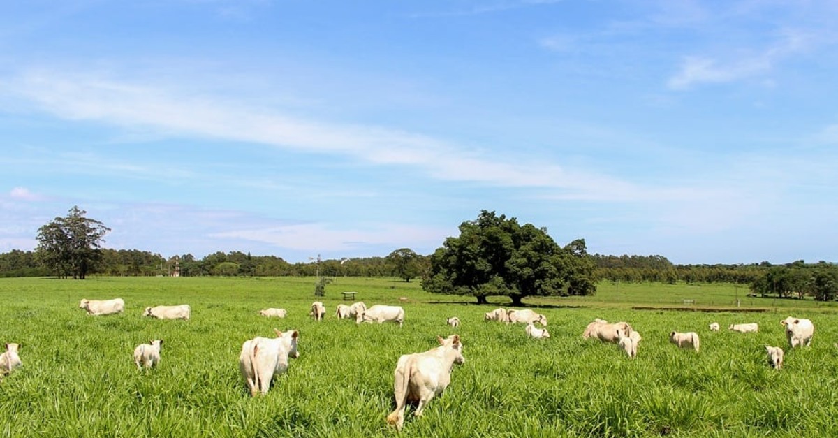Descubra como a qualidade do solo afeta a produção de alimentos