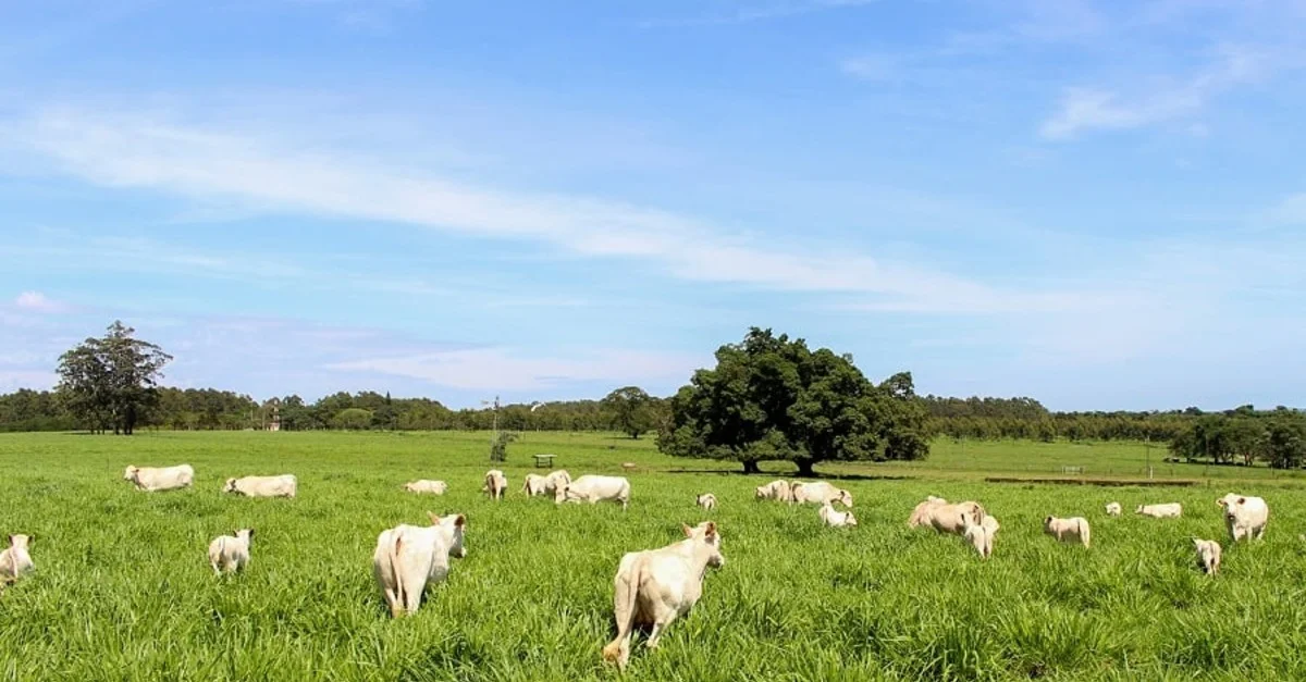 Lula garante investimentos e inovações na Embrapa 9 Qualidade do solo tem impacto na produção de alimentos