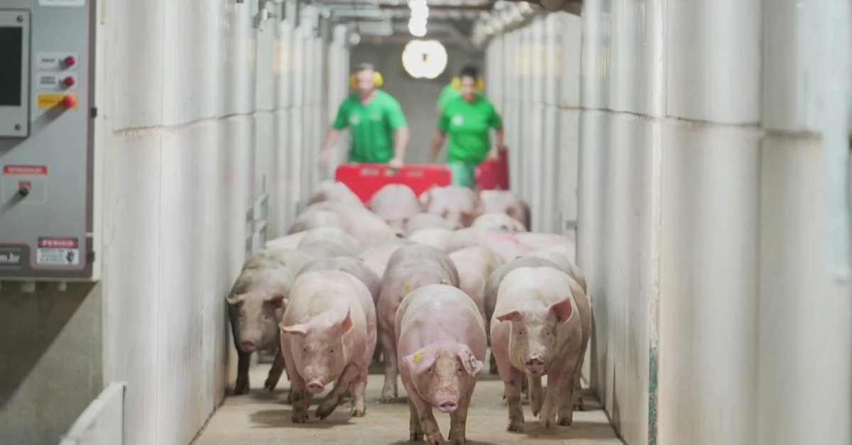 Maior núcleo genético da América com primeiros reprodutores elite. 12 Maior núcleo genético da América Latina entrega primeiros reprodutores de elite