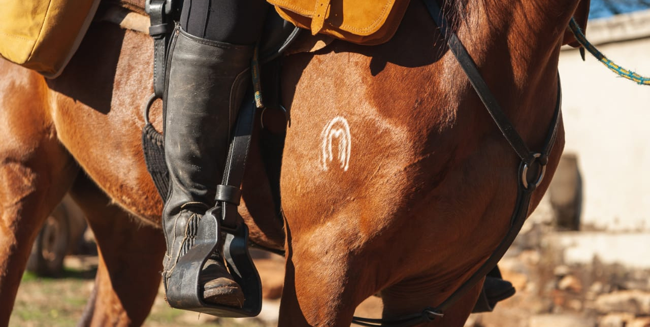 Mangalarga Marchador: O destaque da semana!