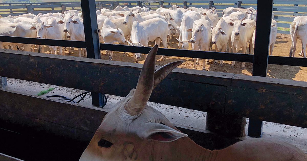 Estudo técnico visa melhorar índices de reprodução de bovinos; ouça • Portal DBO