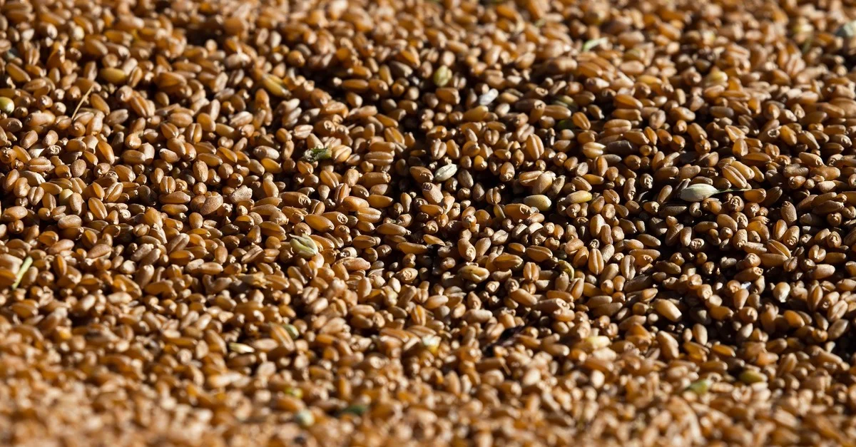 Mercado do trigo: entressafra reduz movimentação 3 Mercado do trigo segue lento na entressafra