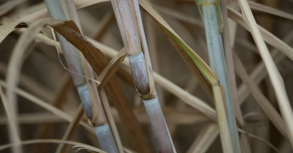 Mercado interno de Açúcar supera o externo 3 Açúcar: mercado interno recupera vantagem sobre externo