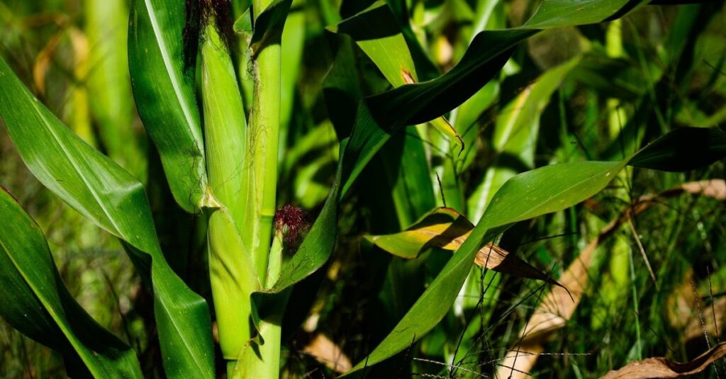 Condições climáticas favorecem o desenvolvimento do milho 2ª safra