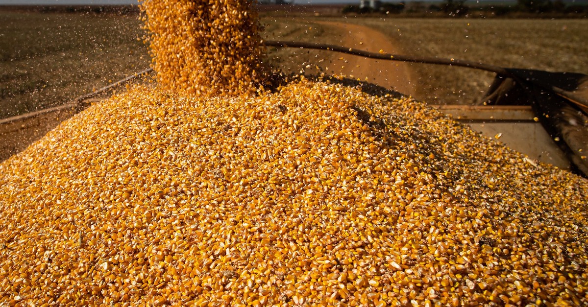 Milho em queda: Preços abaixo de R$60