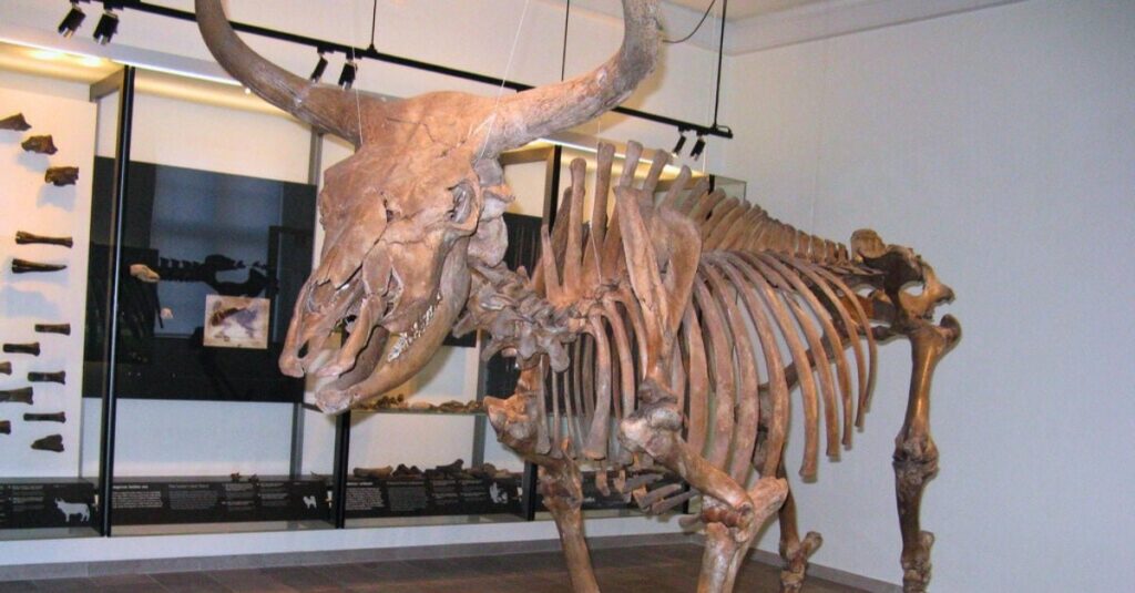 o bovino que nunca foi visto por um ser humano