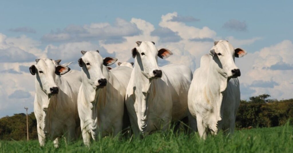Nelore Brasil completa 70 anos e comemora avanços importantes da raça mãe da pecuária