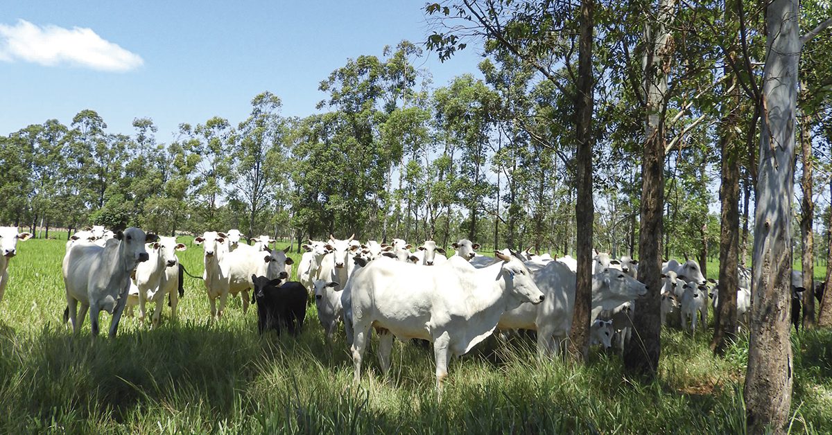 Nova tecnologia revoluciona criação de gado