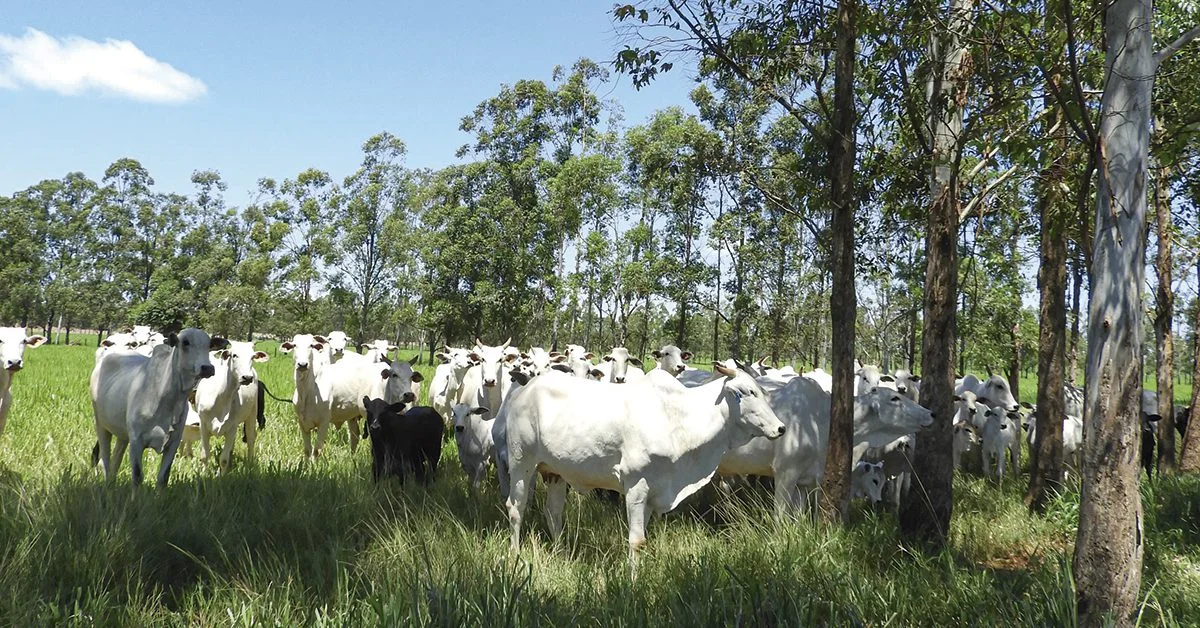 nova tecnologia produtiva melhora desempenho da pecuária de cria • Portal DBO