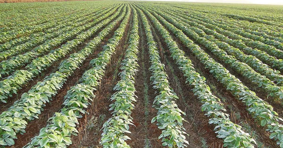 Novidade: semear pastagens na lavoura de soja. 22 pesquisadores da Embrapa validam técnica que viabiliza semear pastagens na lavoura de soja • Portal DBO