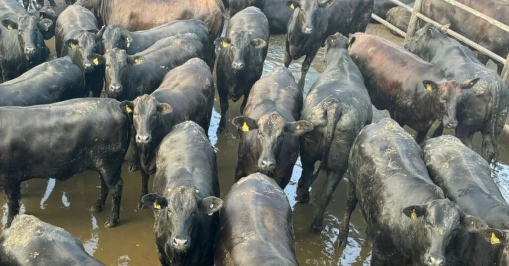 Angus “cabeceira”! Novilhada de 21@ garante um dos maiores bônus do mercado em MT