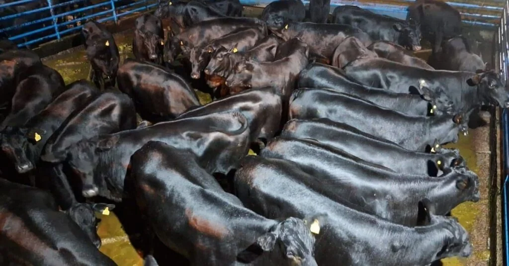 Novilhas Angus: qualidade impressionante! 35 Novilhas Angus lotam curral com espetáculo de carne de qualidade em MS