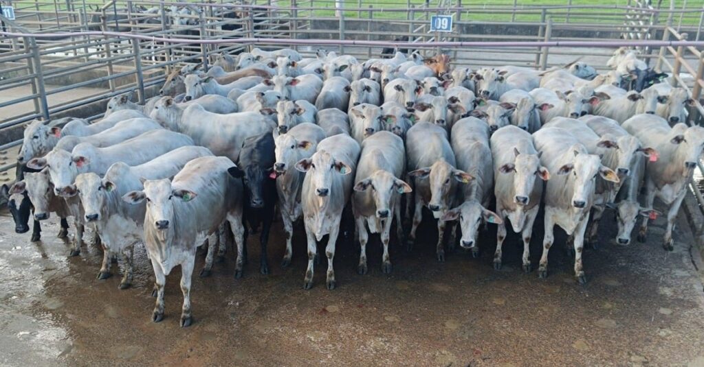 Novilhas jovens com acabamento de gordura no ponto tem bônus garantido em MS