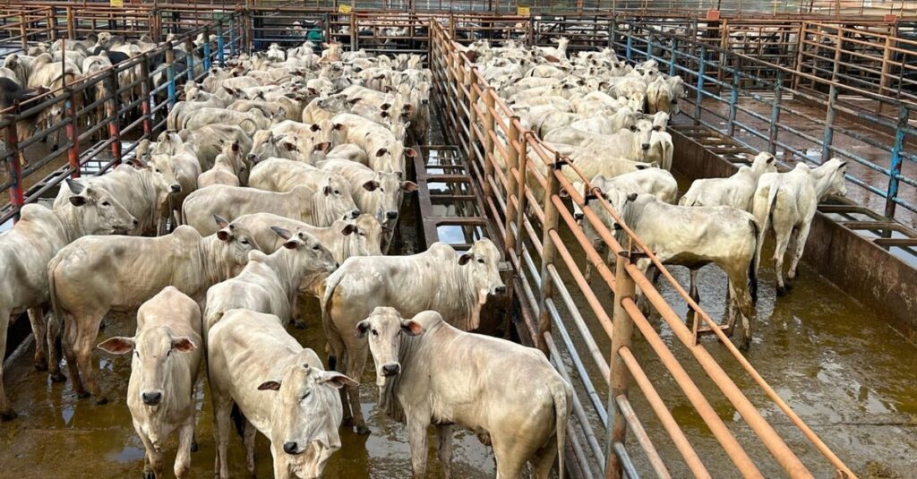 Novilhas Nelore “zero dentes” dão show racial em curral de frigorífico em Minas