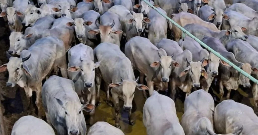 Novilhas de até dois dentes são destaque de precocidade em Rondônia