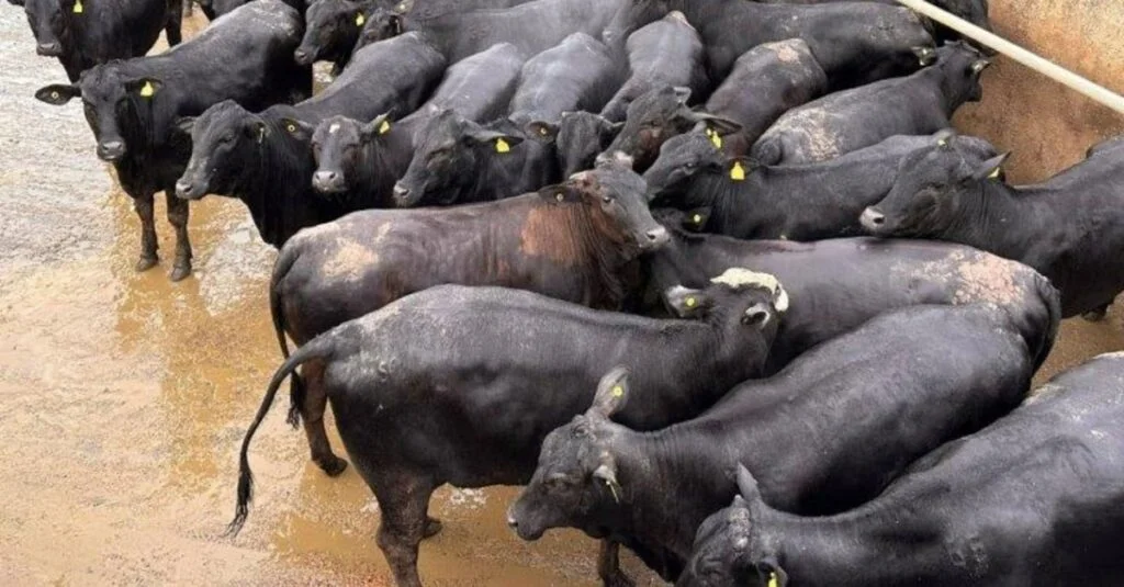 Novilhas surpreendem ao passar de 18@: segredo do sucesso revelado! 43 Novilhas passam de 18@ e provam que “trabalho de casa bem feito” dá muito resultado