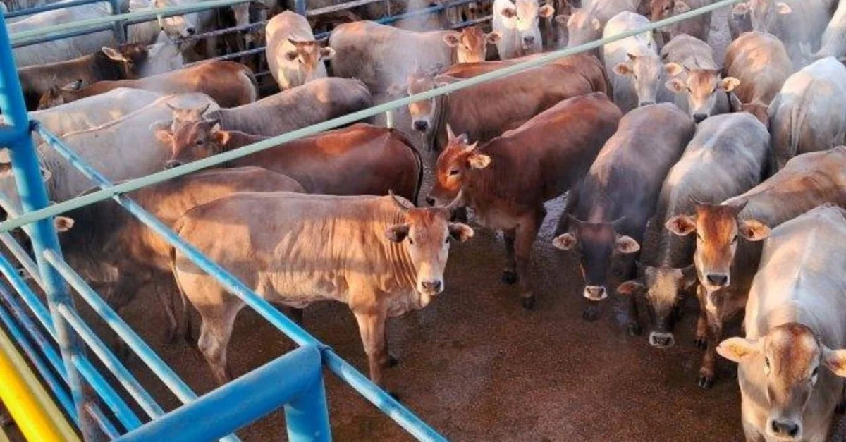 Novilhas surpreendem com alto rendimento! 2 Rubia Gallega: novilhas de 15 meses são destaque com 55,3% de rendimento carcaça em MT