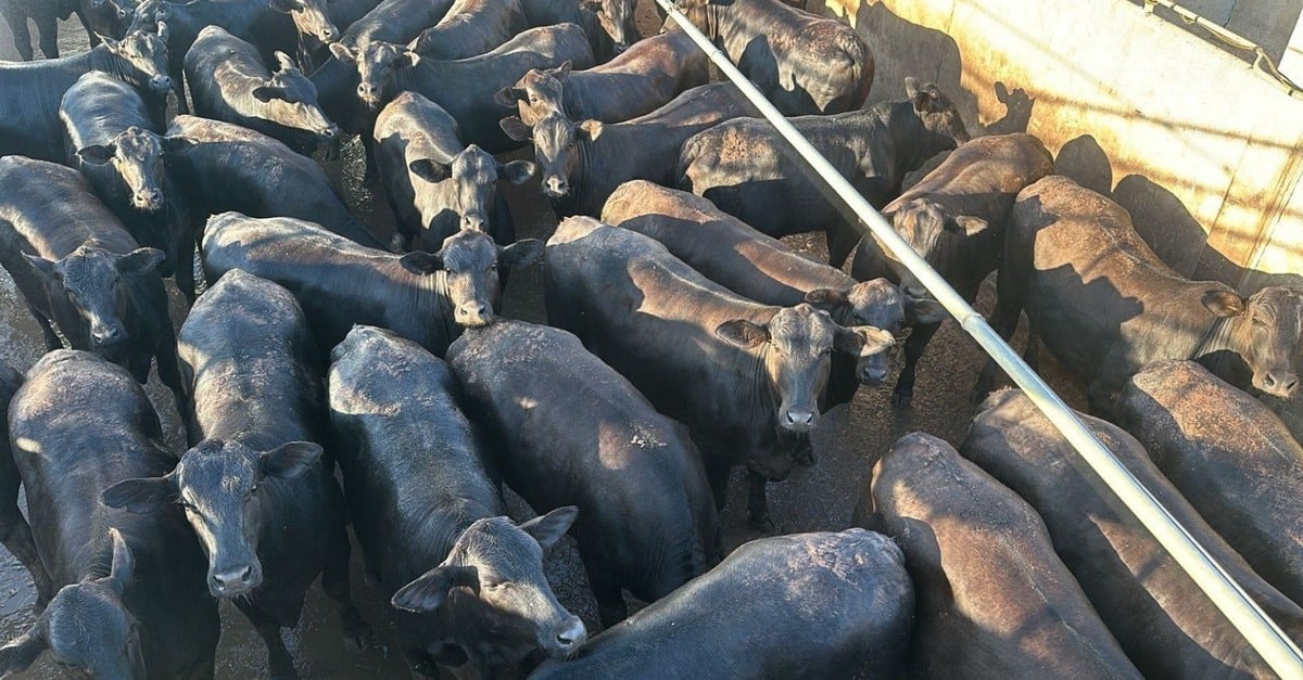 Super lote de novilhas zero dentes impressiona com 18@ em MT