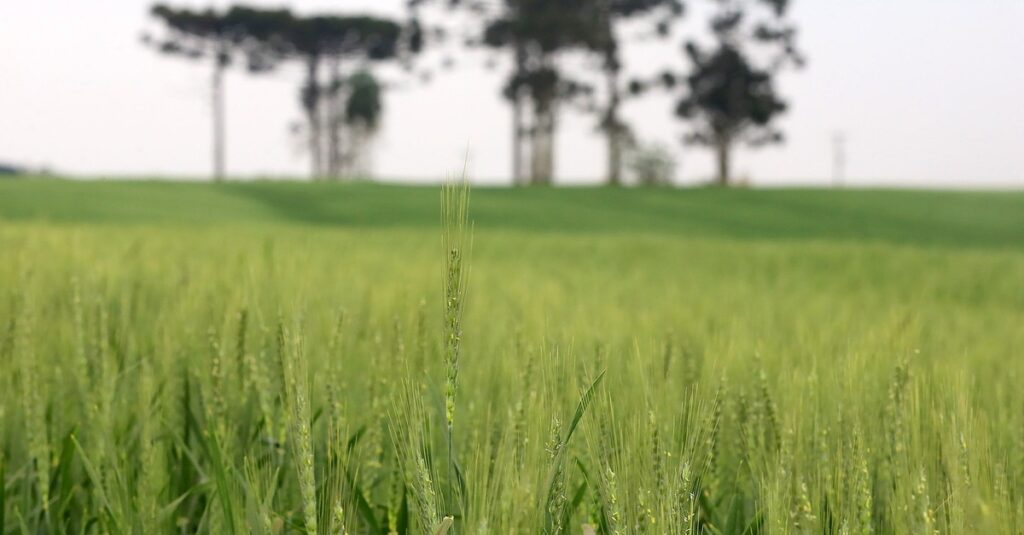 Paraná inicia plantio da cevada com redução na área da cultura