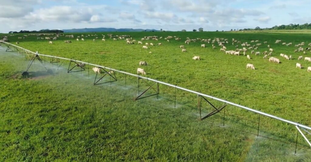 Saiba por que pecuarista de sucesso deve tratar seu pasto como uma grande lavoura