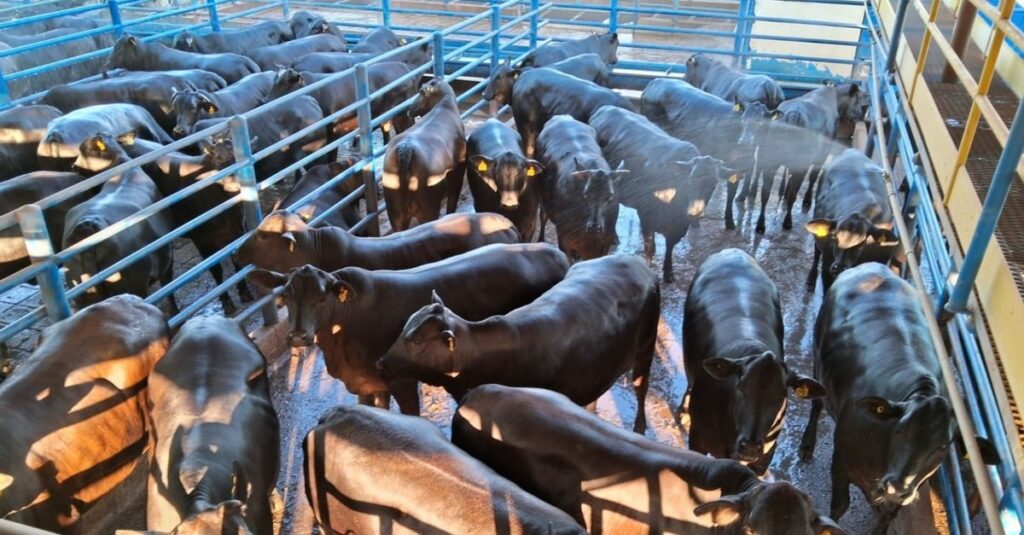 Angus “diamante negro”: pecuarista de SP lapida novilhada com mais 20@