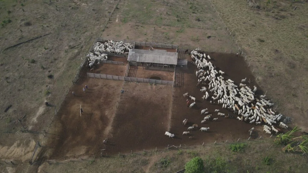 Pecuaristas: entenda a decisão judicial sobre transferência de gado 4 gado, ibama 2