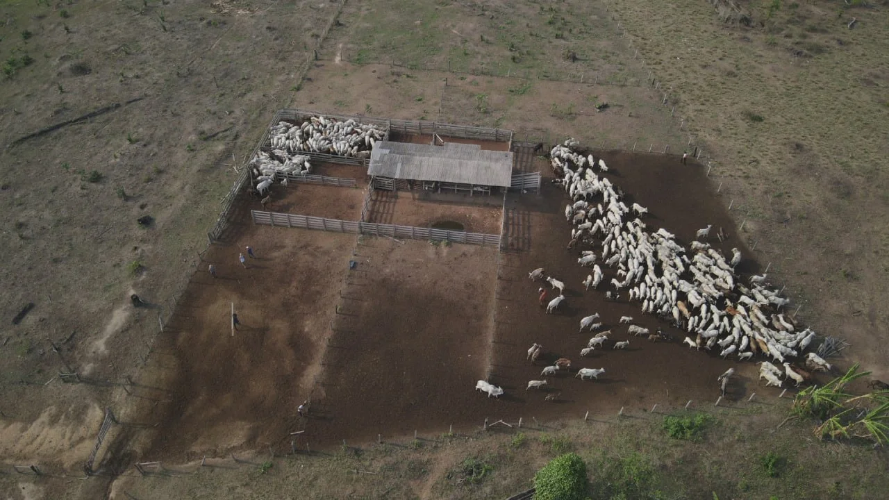 Pecuaristas: entenda a decisão judicial sobre transferência de gado 12 gado, ibama 2