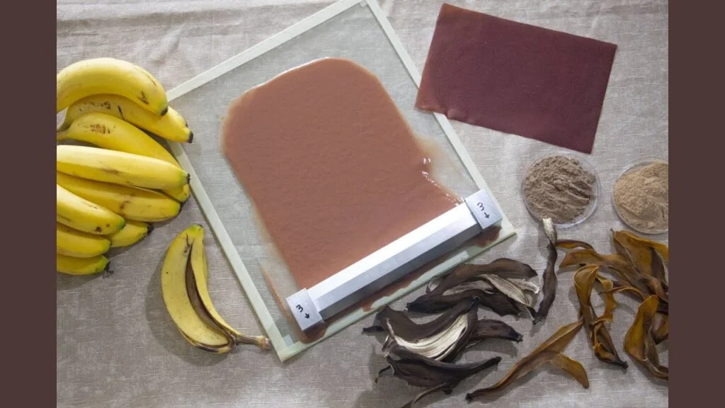 Pesquisadores transformam casca de banana em filme bioplástico 3 pesquisadores transformam casca de banana em filme bioplastico