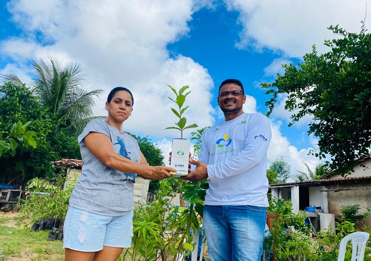 Plantio de frutíferas: época de chuvas no RN