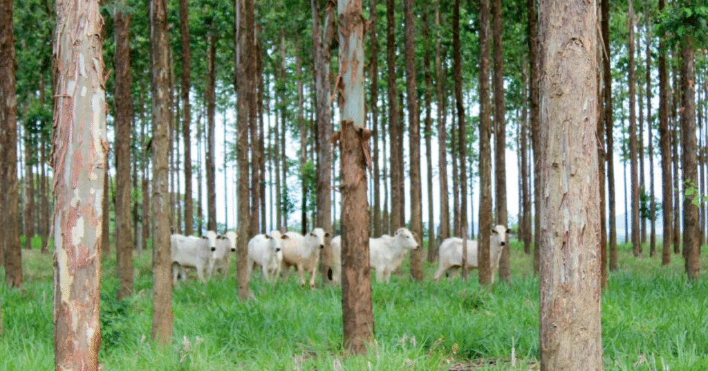 Ponderando ILPF: 4 dicas essenciais! Ouça agora no Portal DBO 2 Quatro fatores para ponderar ao partir para ILPF; ouça • Portal DBO