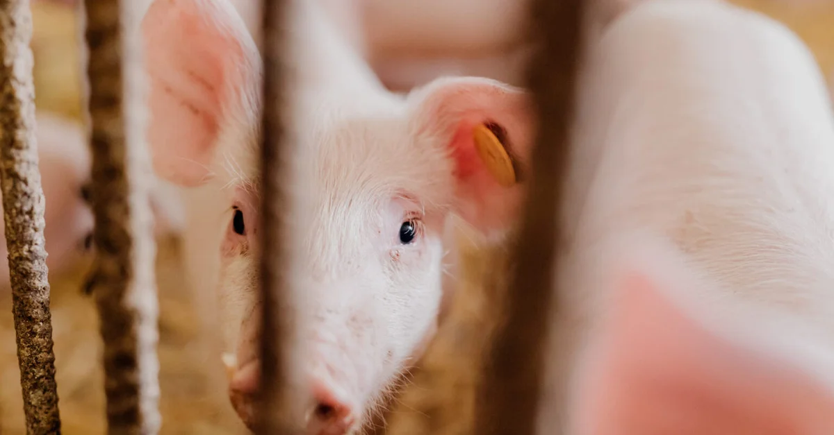 Destaque Rural - Suínos: exportações são as menores desde fevereiro de 2023