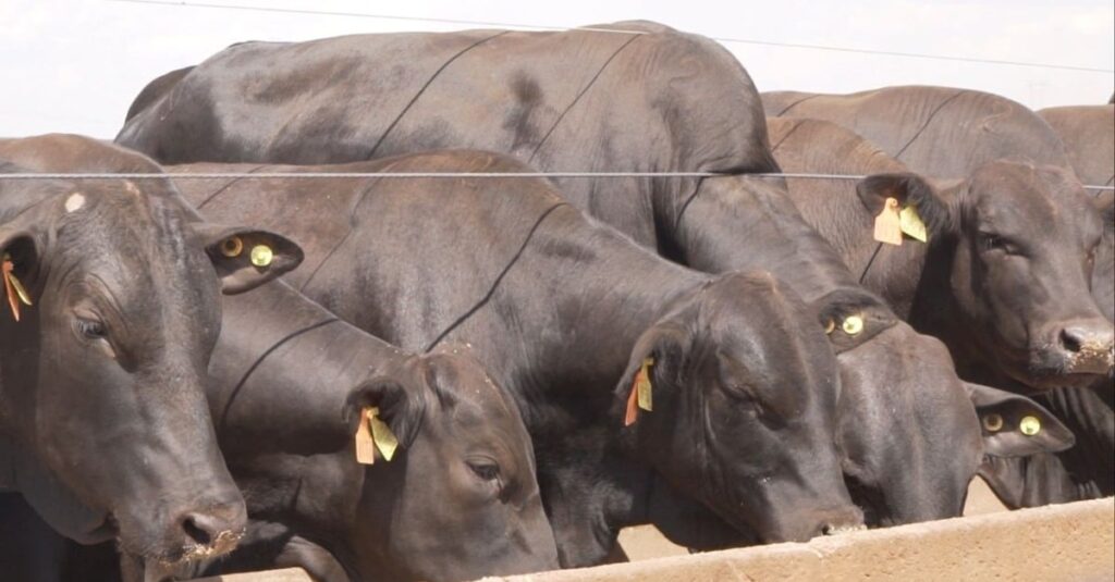 Ureia na hora de fazer a silagem? Saiba por que mistura não é uma boa ideia