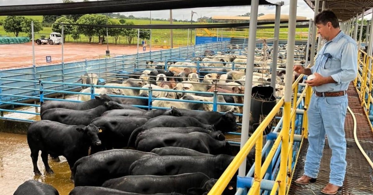 Por que o abate do gado é essencial?