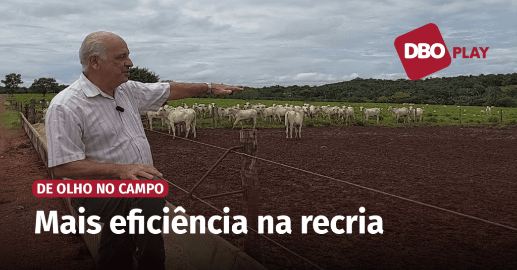 praca de alimentacao a chave do sucesso na pecuaria 1