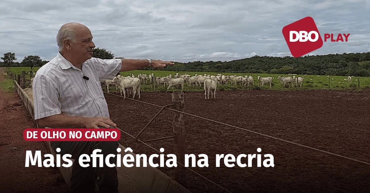 Praça de alimentação: a chave do sucesso na pecuária! 4 praca de alimentacao a chave do sucesso na pecuaria 1