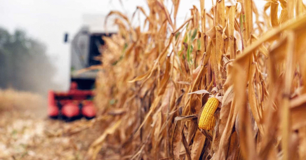 Preços desabam no Centro-Oeste • Portal DBO 17 preços caem, principalmente no Centro-Oeste • Portal DBO
