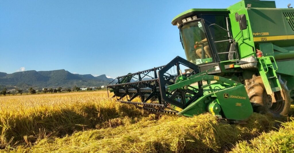 Preços do arroz: diferem por região! 16 Destaque Rural - Preços do arroz em casca divergem entre regiões
