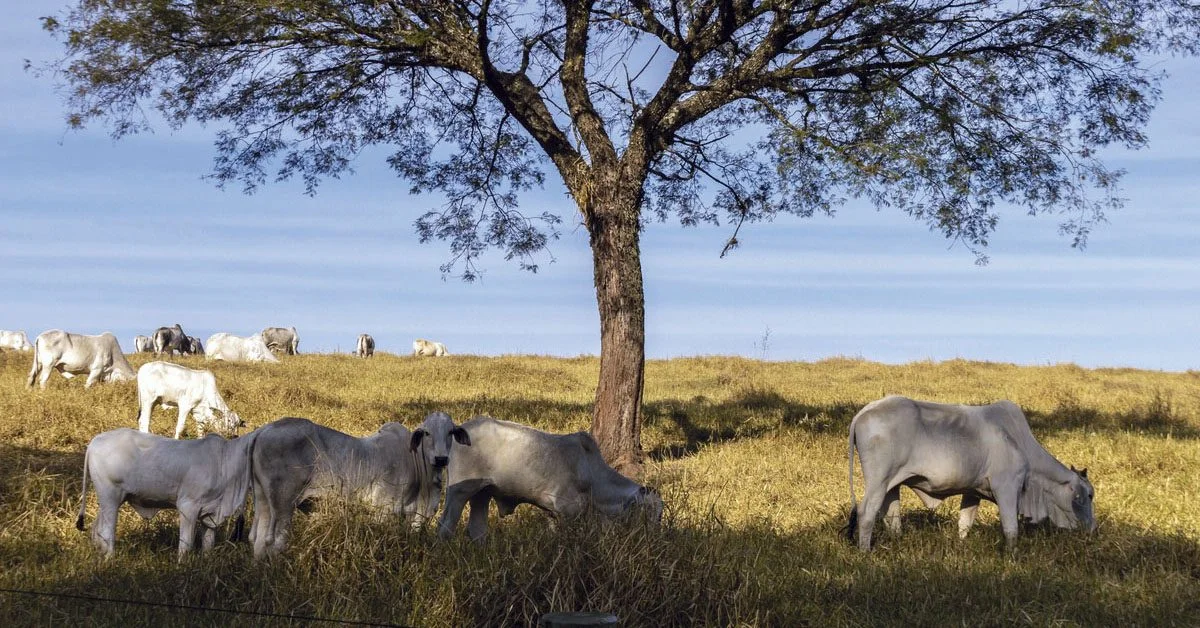 Preços do boi gordo intrigam mercado • Portal DBO 1 Preços da arroba do boi gordo seguem em estado de dormência, sem tendência definida • Portal DBO