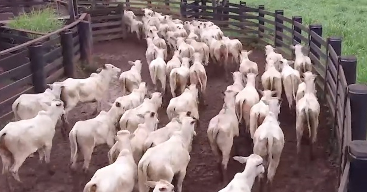 Pressão de baixa no mercado de Mato Grosso: o que está acontecendo?