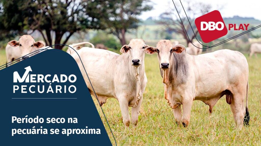 O que esperar das cotações do boi gordo neste final da safra de capim?