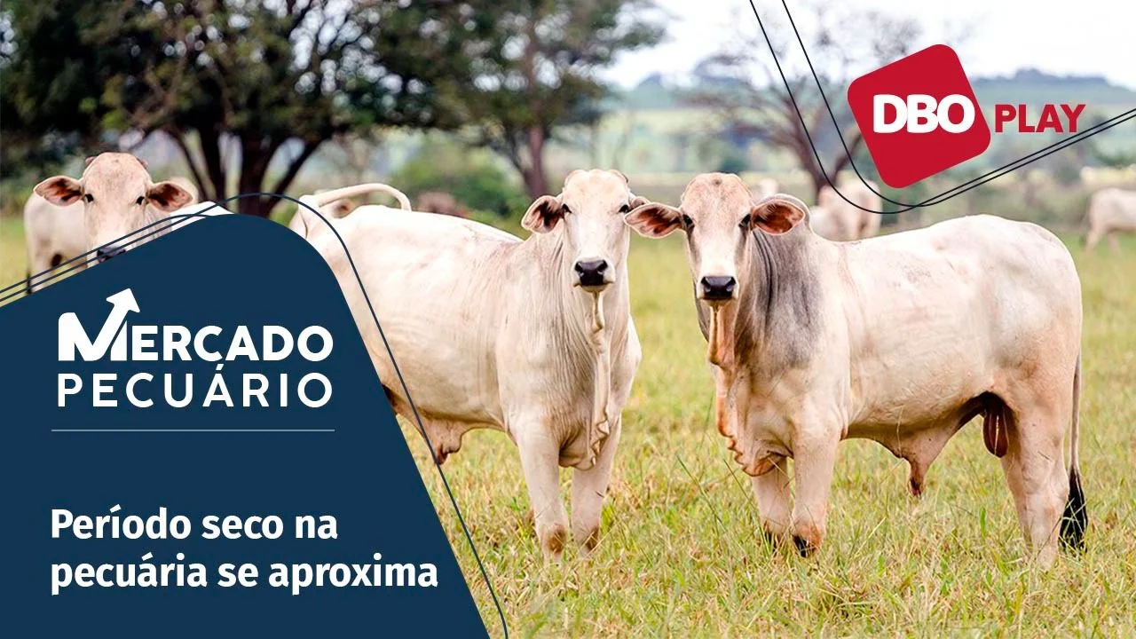 Previsão das cotações do boi gordo nesta safra de capim. 32 O que esperar das cotações do boi gordo neste final da safra de capim?