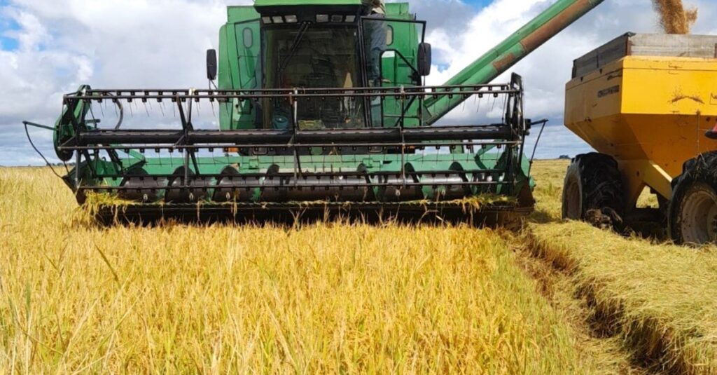 Chuvas e enchentes devem afetar produtividade do arroz gaúcho