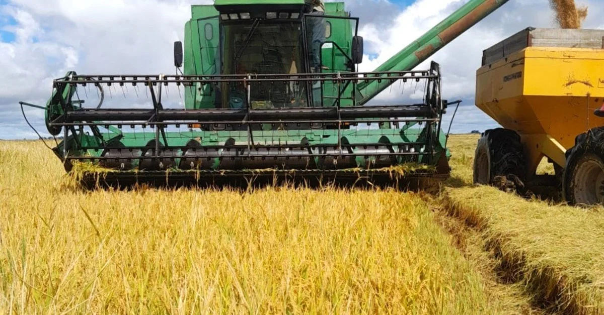 Previsão de chuvas impactará produção de arroz no RS 5 Chuvas e enchentes devem afetar produtividade do arroz gaúcho