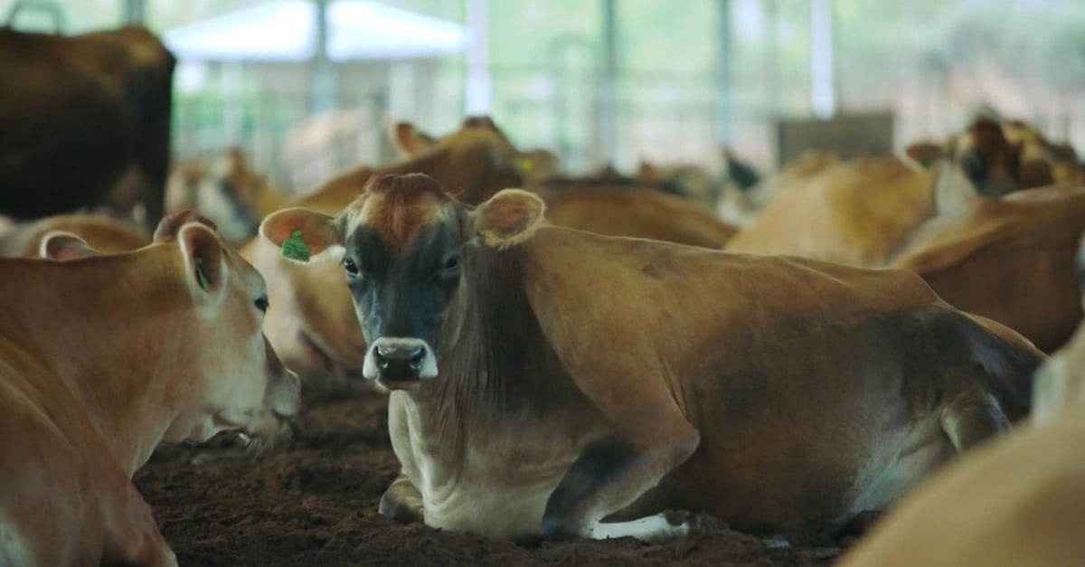 Problemas reprodutivos em novilhas Jersey: Soluções após IATF 13 Problemas reprodutivos em novilhas Jersey: Soluções após IATF