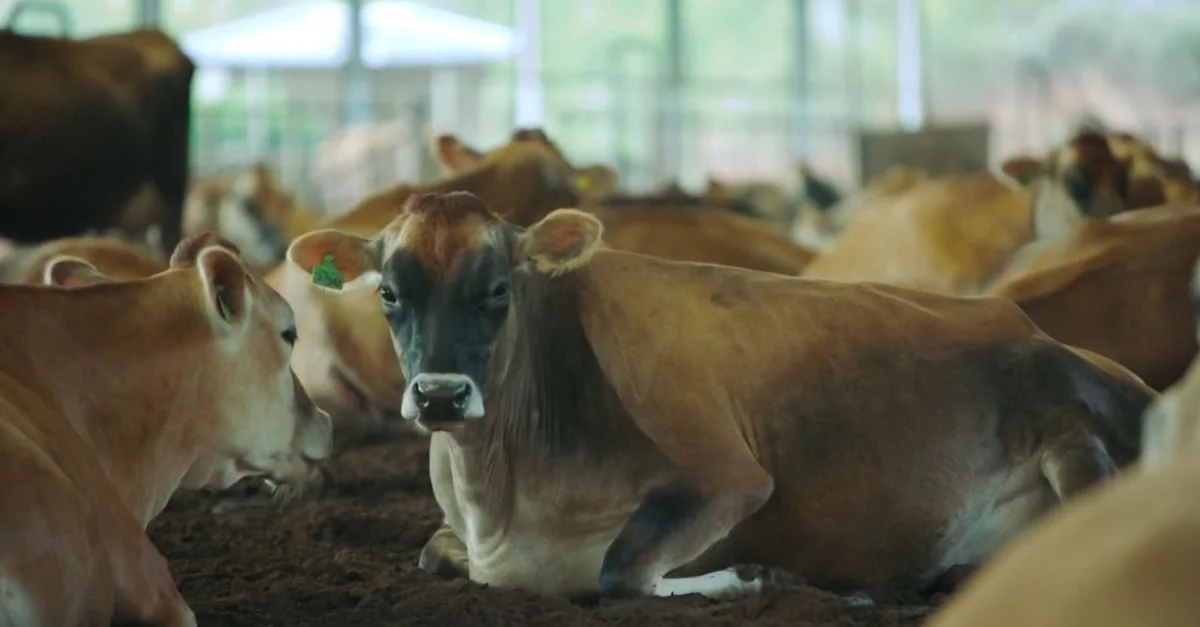 Problemas reprodutivos em novilhas Jersey: Soluções após IATF 60 Jersey: novilhas estão com problemas reprodutivos mesmo com IATF. Saiba o que fazer