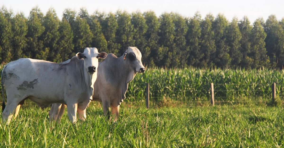 Produção agropecuária atinge R$ 1,14 trilhão em março/24, revela Mapa 10 Valor bruto da produção ultrapassa R$ 1,14 trilhão em março/24, informa o Mapa • Portal DBO