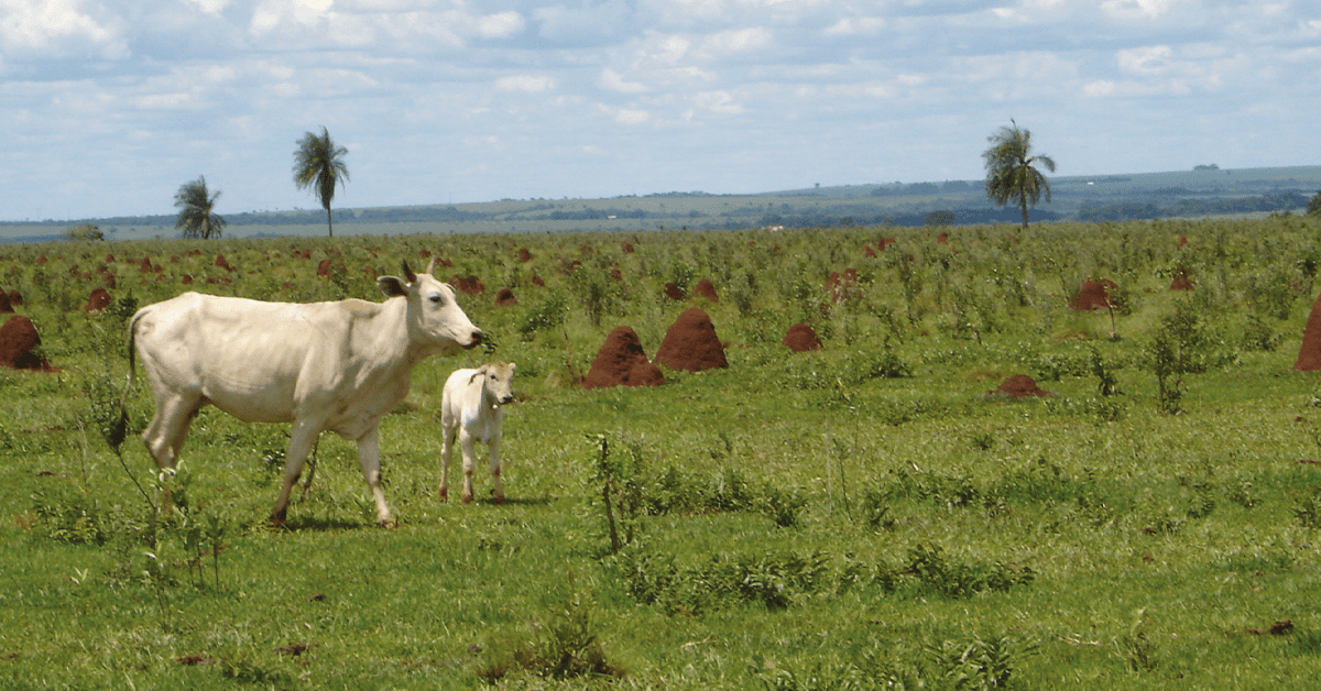 Programa misterioso na França.