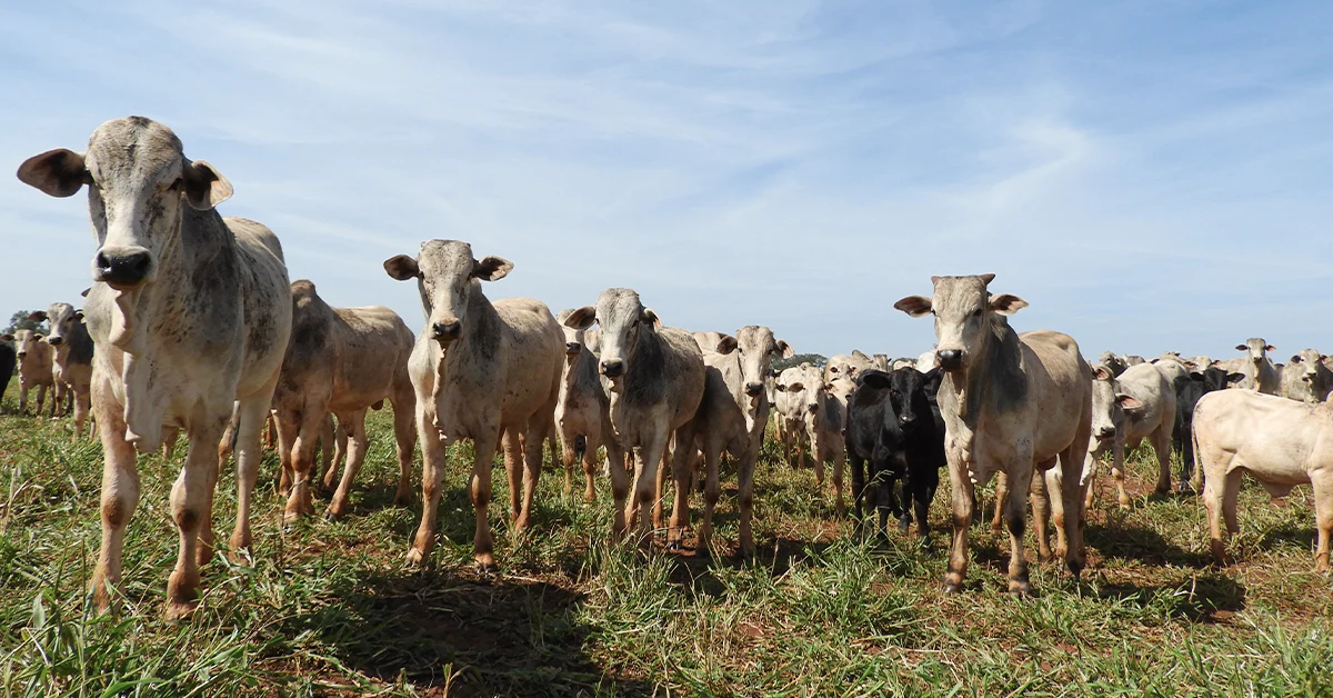 Programa Precoce MS lança sistema de cadastramento moderno! 14 Novo sistema de cadastramento para o Programa Precoce MS entra em operação • Portal DBO