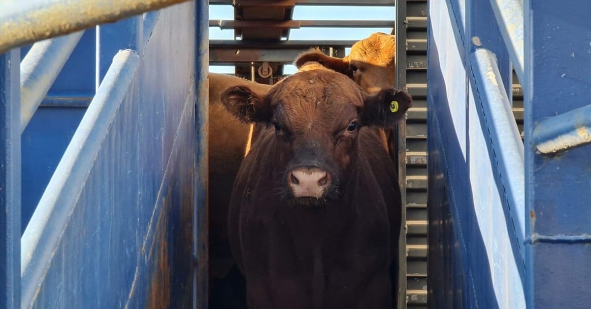 Projeto polêmico aumenta imposto de gado vivo.